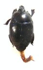 SAPRININAE sp