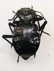 AKIS tuberculata (Corse)