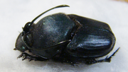 PROAGODERUS gibbiramus M A1 (minor/medium)