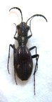 PSEUDODROMICA sp 