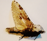 COSSIDAE sp n&deg;2