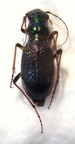 MEGACEPHALA regalis SSP