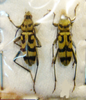 CHLOROPHORUS varius COUPLE
