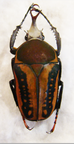 Megalorhina harrisi eximia forme haroldi