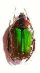 TRICHOTHYREA mulsanti