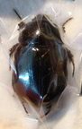 PENTODON bispinifrons