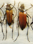 ANASTRANGALIA sanguinolenta