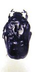 TRYMODERA aterrima duvivieri