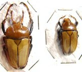 PLATYNOCEPHALUS miyashitai