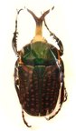 MEGALORHINA harrisi procera f. harrisi