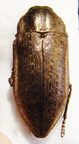 LAMPETIS sp