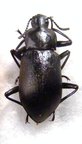 TENEBRIONIDAE sp TOGO