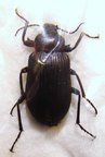 TENEBRIONIDAE sp