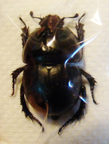 THORECTES lusitanicus