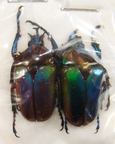 TAURHINA (Neptunides) polychrous var.marginipennis