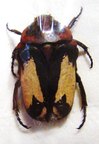 GLYCOSIA tricolor
