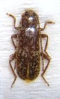 TRICHOFERUS fasciculatus