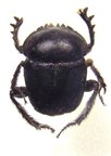 SCARABAEUS ebenus