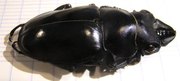 ODONTOLABIS siva 