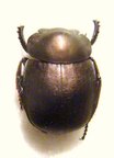 ANACHALCOS suturalis