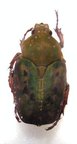 PSEUDINCA macgillavryi