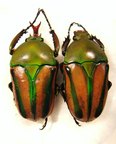 EUDICELLA schultzeorum