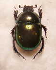 TRYPOCOPRIS pyrenaeus coruscans