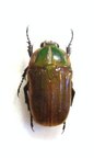 GNATHOCERA semiviridis 