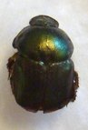 ONITIS westermanni