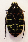 EUCHROEA abdominalis freudi