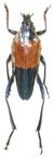 PACHYTERIA javana