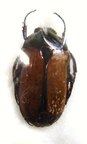 GNATHOCERA trivittata aegyptiaca melanique