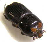 Cryptodontus latreillanus