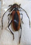 PURPURICENUS globulicollis f.mulsanti