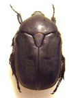 PROTAETIA (Potosia) opaca