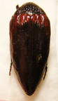STERNOCERA orissa variabilis Forme