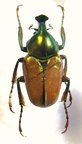 PHAEDIMUS mohnikei M
