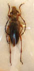 BRACHYLEPTURA (=Stictoleptura) stangulata