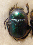 GYMNOPLEURUS sericeifrons