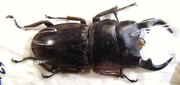 DORCUS (Dynodorcus) curvidens volscens M