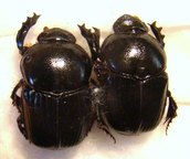 ONITIS unguiculatus