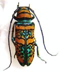 ANATRAGUS pulchella