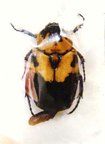 PILINOPYGA ornatipennis
