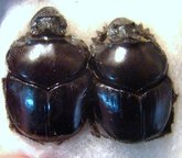 DIASTELLOPALPUS johnstoni C