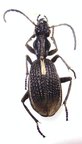 CYPHOLOBA sp n&deg;2