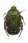 GAMETIS jucunda