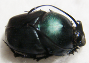 PROAGODERUS gibbiramus M 