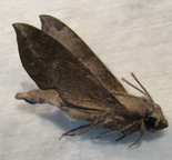 TEMNORA livida
