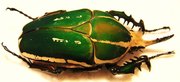 MECYNORRHINA torquata poggei