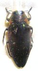 CHRYSOBOTHRIS notaticollis